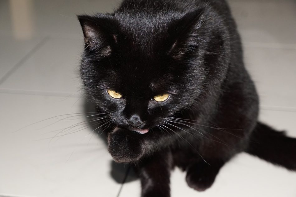 zwarte kat op tegelvloer likt poot