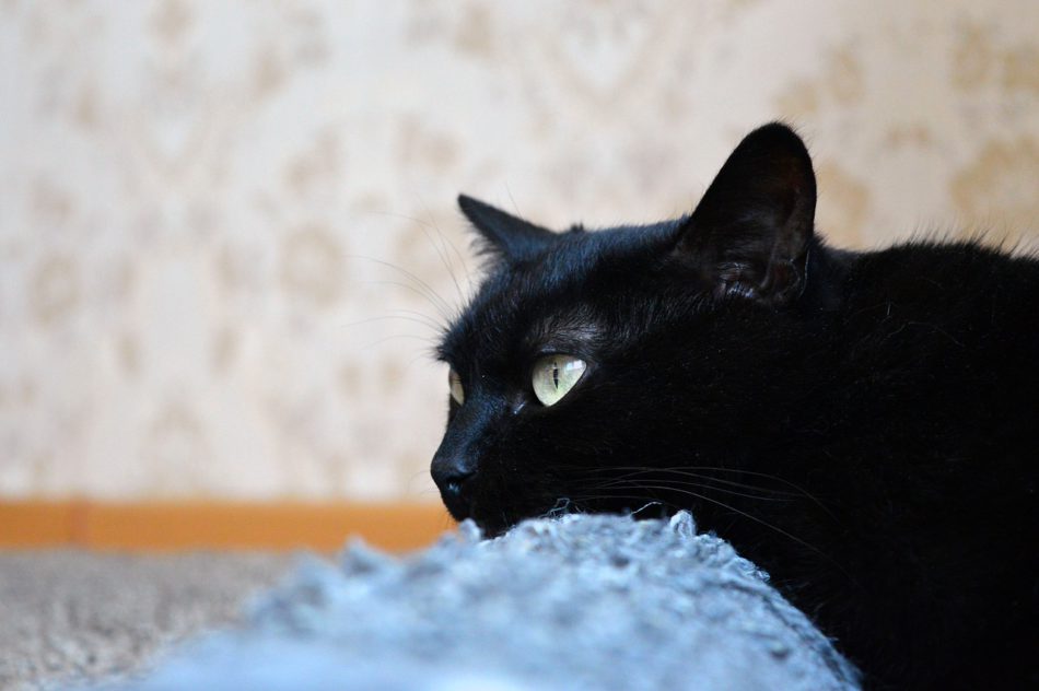 zwarte kat liggend